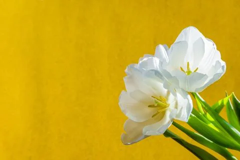 White tulip on a orange background Stock Photos