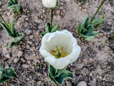 White tulip in the park 库存照片
