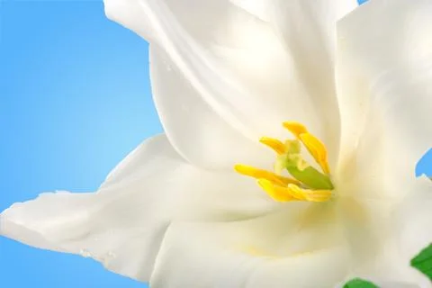 White tulip Stock Photos