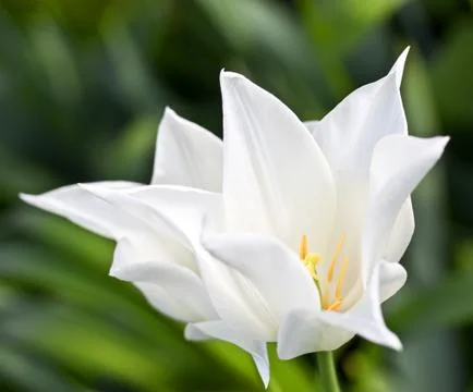 White tulip Stock Photos