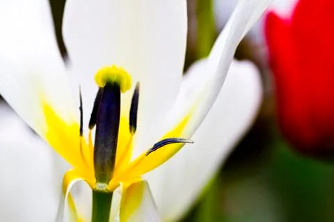 White tulip Stock Photos