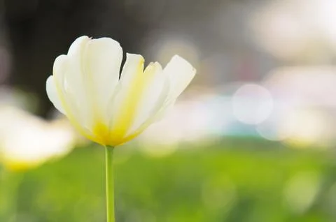White tulip Stock Photos