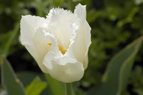White tulip Stock Photos