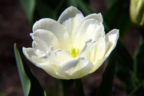 White tulip Stock Photos