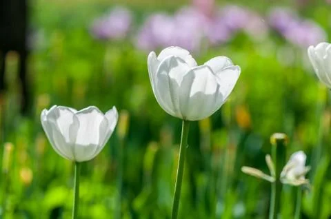 White tulip Stockfoto's