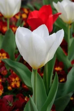 White tulip Stock Photos