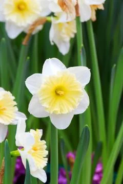 White tulip Foto stock
