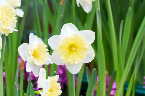 White tulip Stock Photos