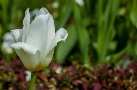 White tulip Stock Photos