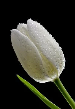 White tulip Stock Photos