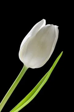 White tulip Stock Photos