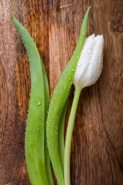 White tulip Stock Photos