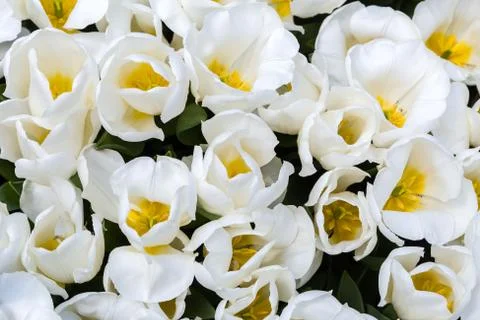White Tulip Stock Photos