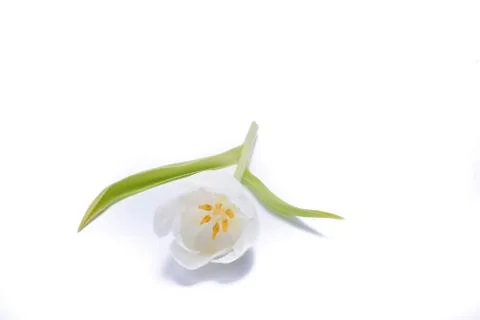 White tulip Фото