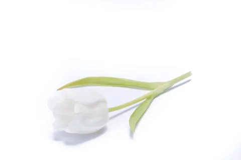 White tulip Stock Photos
