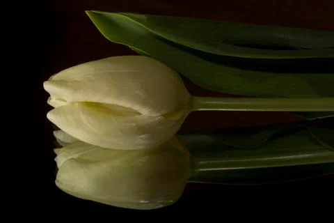 White tulip Stock Photos