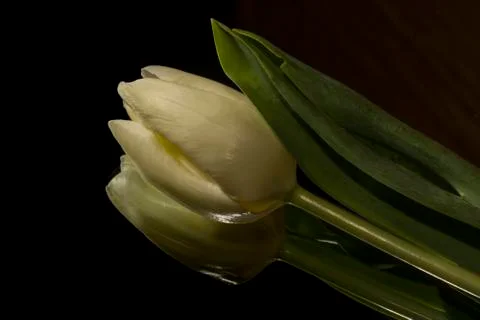 White tulip Stock Photos