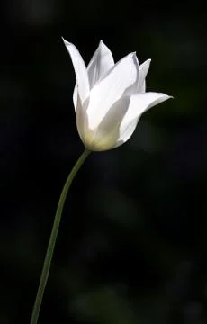 White Tulip Stock Photos