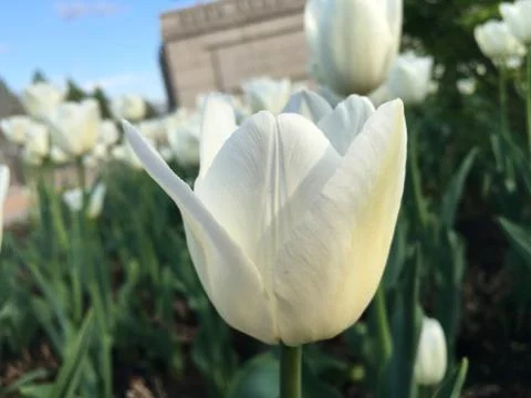 White tulip Stock Photos