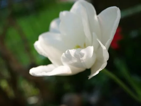 White Tulip Foto stock