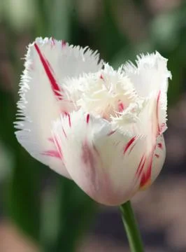 White tulip Stock Photos