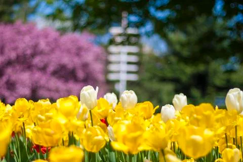 White tulip Stock Photos
