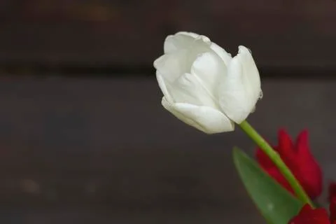 White tulip Foto stock