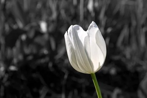 White tulip Stock Photos