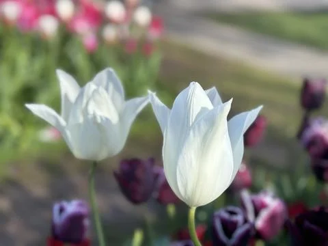 White Tulip Foto stock