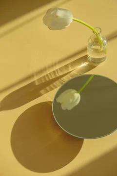 White tulip reflection in a round mirror on yellow background with shadows. Stock Photos