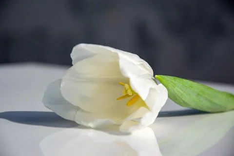 A white tulip rests gracefully on a surface, highlighting its elegant petal.. Stock Photos