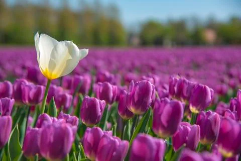 White tulip shining under the spring sun isolated by the purple color tulips Stock-Fotos