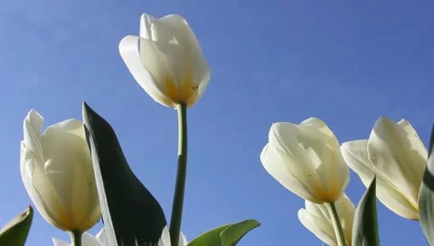 White tulip spring Stock Footage 11019712