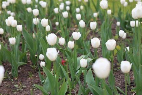 White tulip at spring Stock Photos