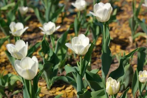 White Tulip at Spring Stock Photos
