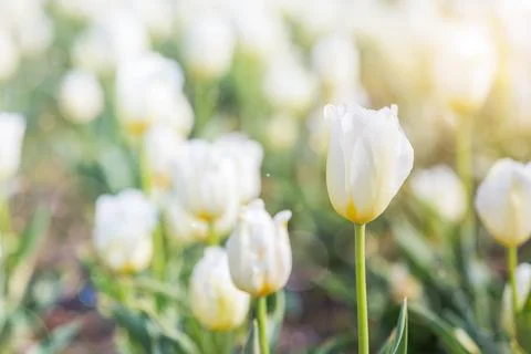 White Tulip in Spring under sun ray, Beautiful and colourful tulip on sun l.. Foto stock