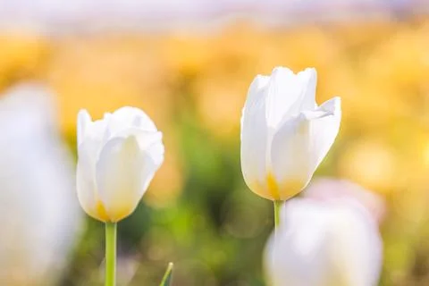 White Tulip in Spring under sun ray, Beautiful and colourful tulip on sun l.. Stock Photos