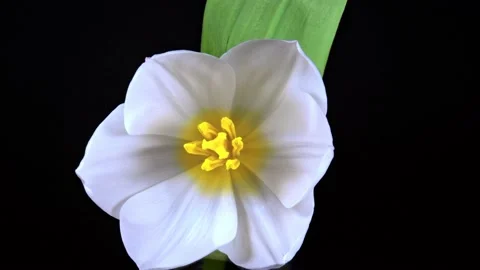 A white tulip in time-lapse mode opens its flower on a black background. A delic Stock Footage 235482776
