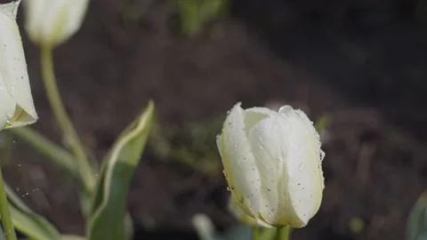 White tulip with water droplets Stock Footage 153523974