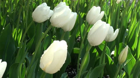 White tulips after the rain Stockbeeldmateriaal 5330100