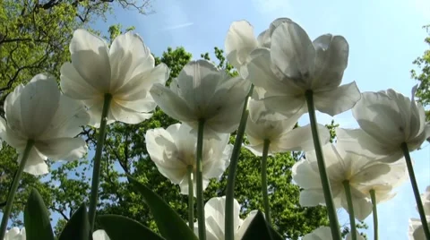 White tulips and a tiny airplane in blue sky Stock Footage 7756178