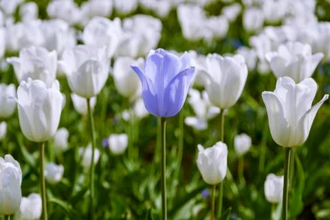 White tulips background Stock Photos