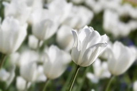 White tulips background Stock Photos