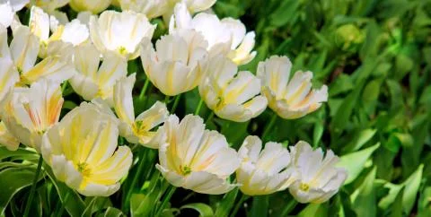 White tulips background. Stock Photos
