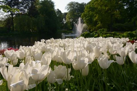 White tulips in bloom Stock Photos