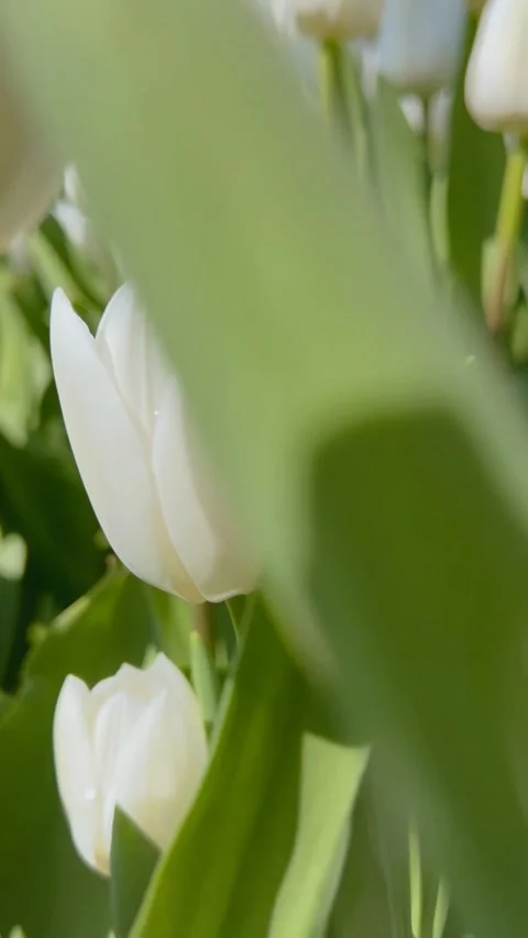 White tulips bloom vividly in a tranquil garden setting during springtime Stock Footage 332710128