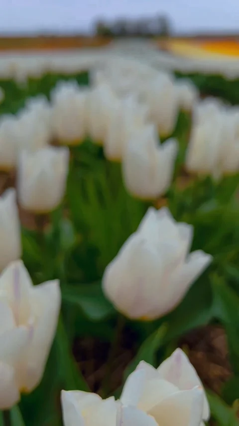 White tulips bloom vividly in a tranquil garden setting during springtime Stock Footage 332710165