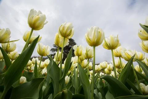 White Tulips Blooming Under Dramatic Spring Sky Photos