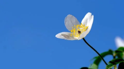 White tulips blowing in the wind Stock Footage 233432102