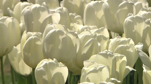 White tulips on a bright spring day Stock-Footage 38169680